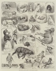 Die Hundeschau des Kennel Clubs im Crystal Palace